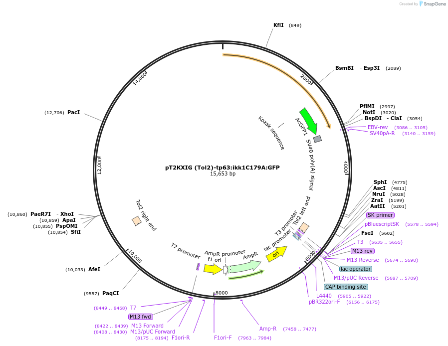 105647-plasmid-map-sequence-id-202864