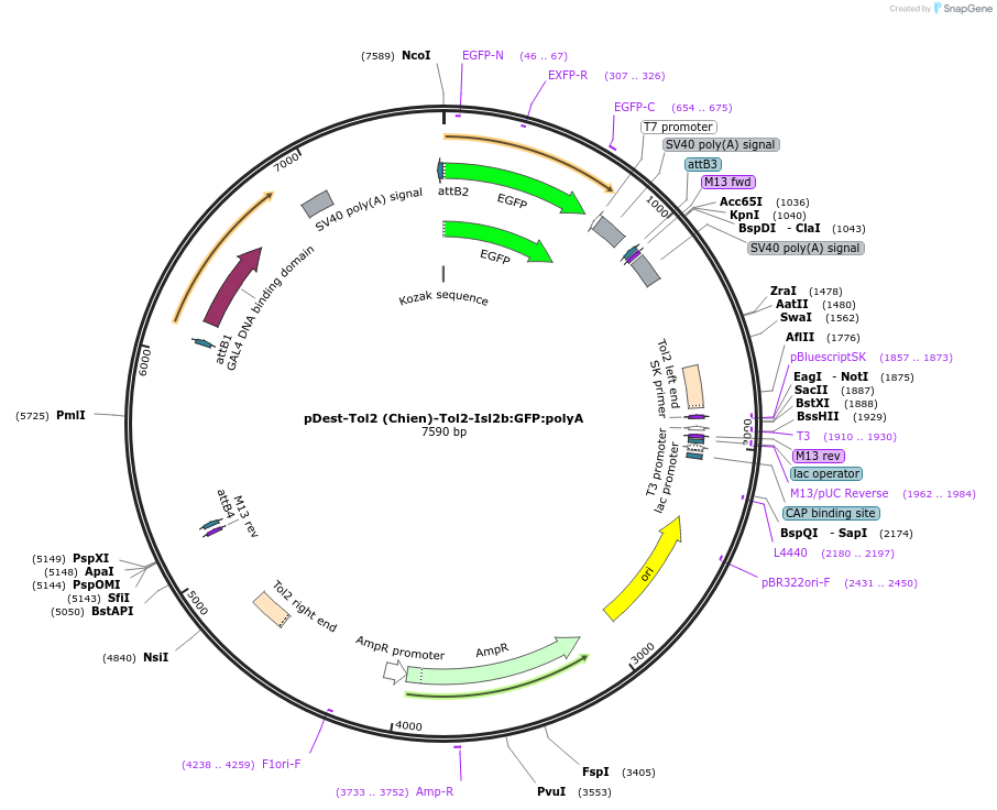 105648-plasmid-map-sequence-id-202869