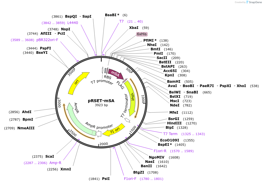 39860-plasmid-map-sequence-id-202871