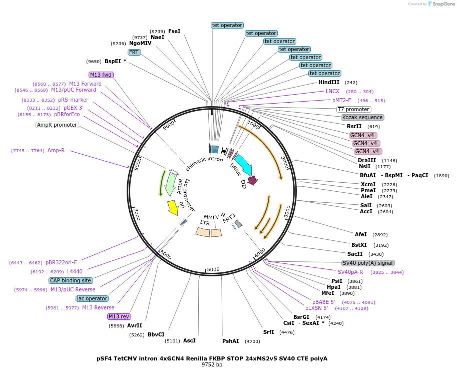 104984-plasmid-map-sequence-id-202898