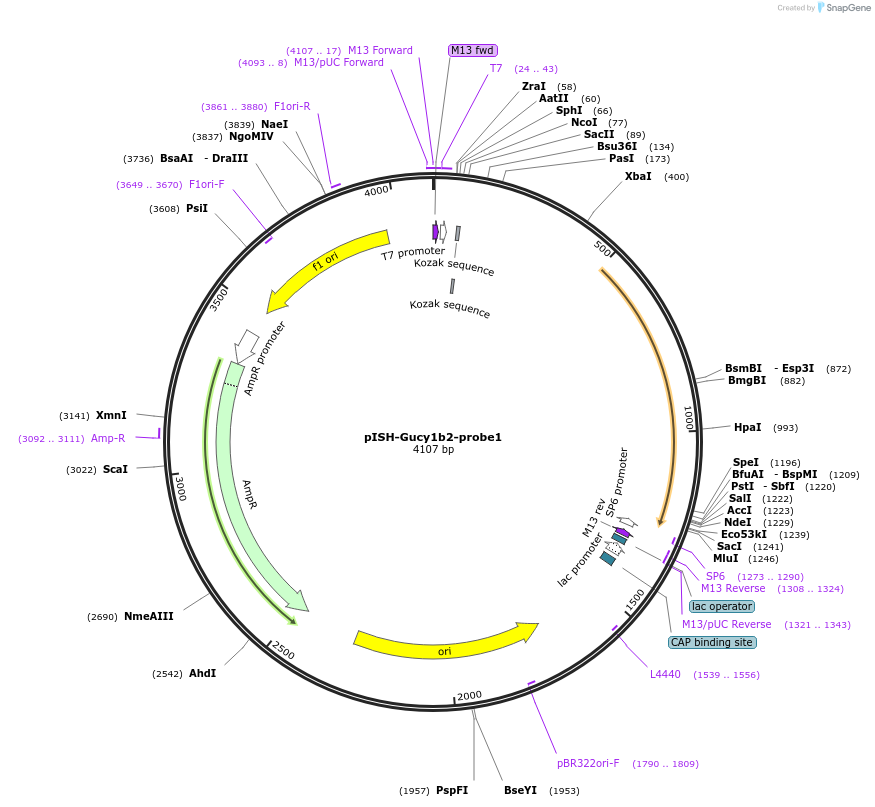 105454-plasmid-map-sequence-id-202902