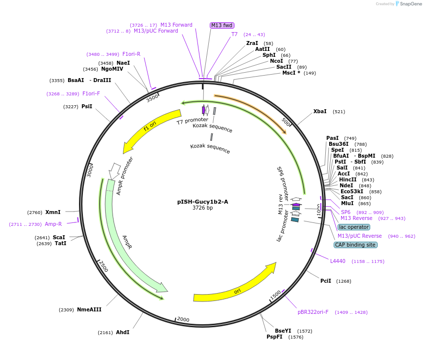 105456-plasmid-map-sequence-id-202905