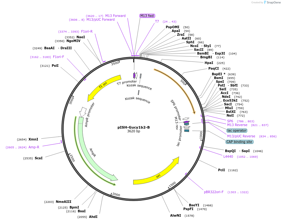 105457-plasmid-map-sequence-id-202906