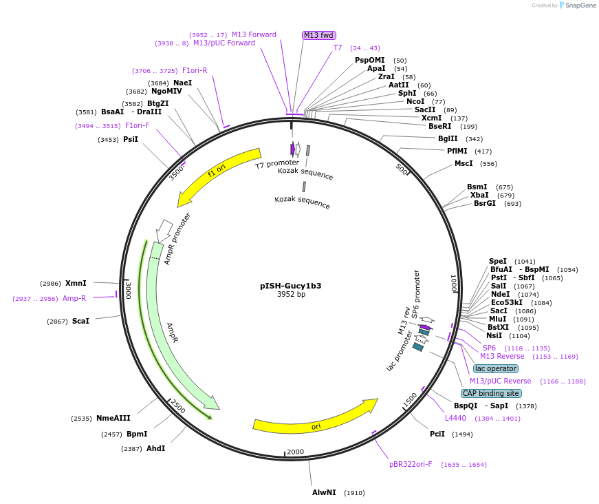105458-plasmid-map-sequence-id-202907