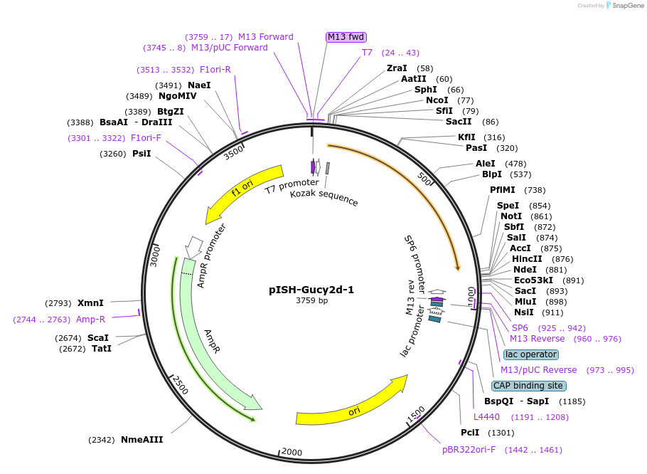 105459-plasmid-map-sequence-id-202909