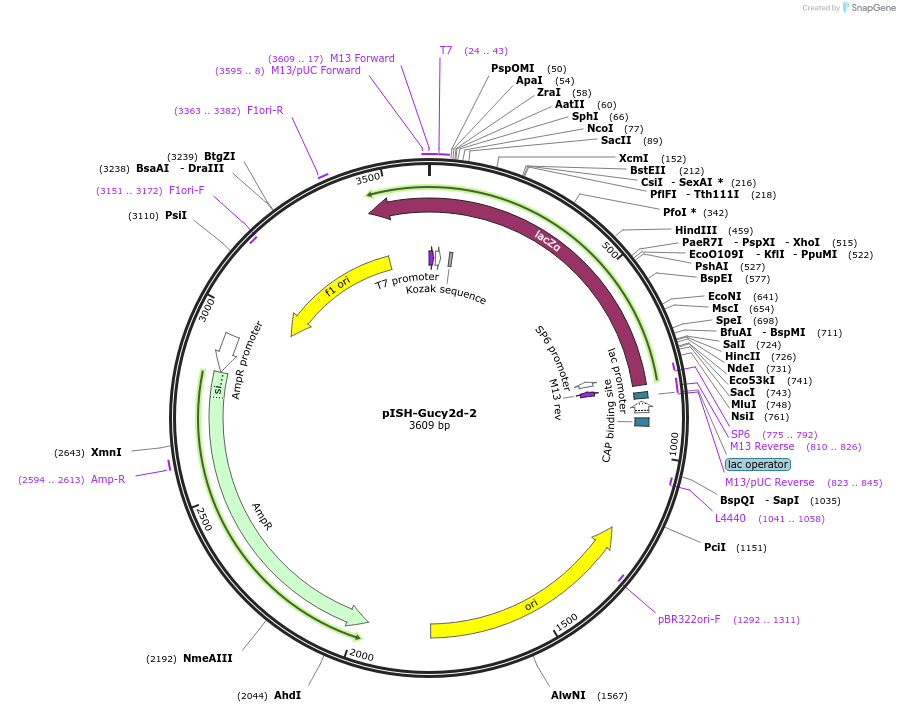 105460-plasmid-map-sequence-id-202912