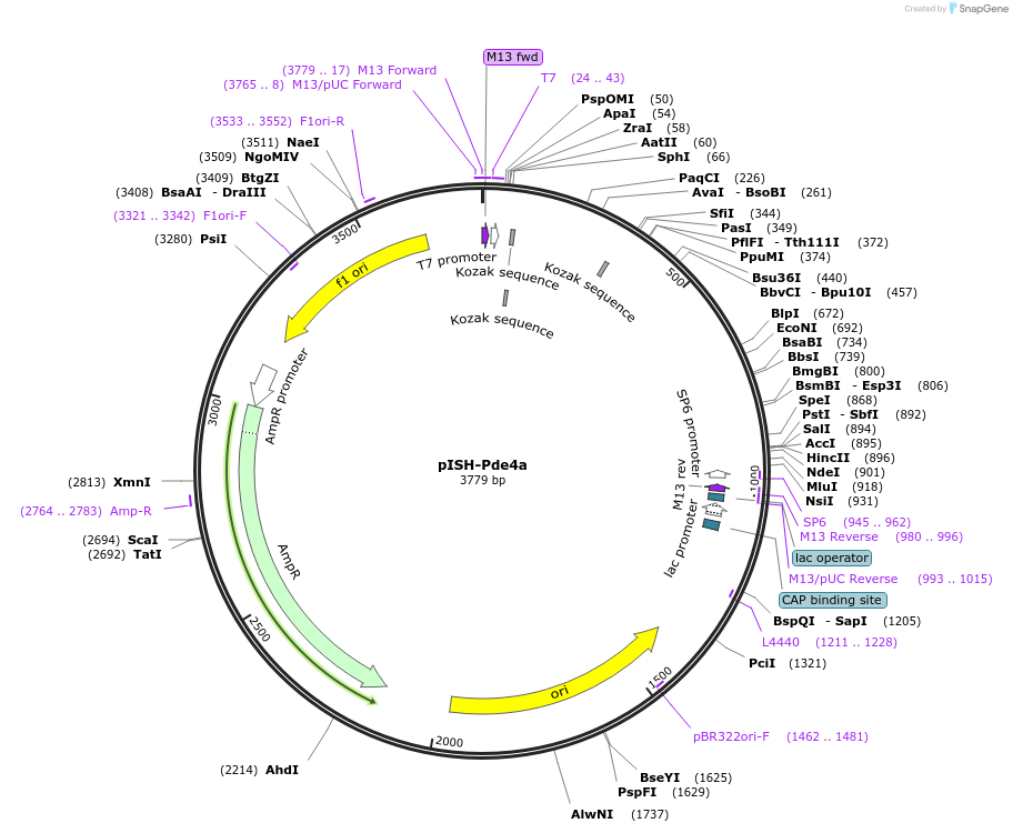105463-plasmid-map-sequence-id-202917