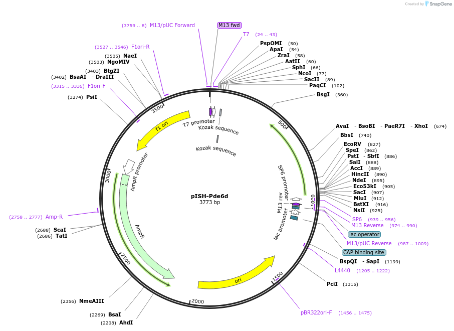 105464-plasmid-map-sequence-id-202918