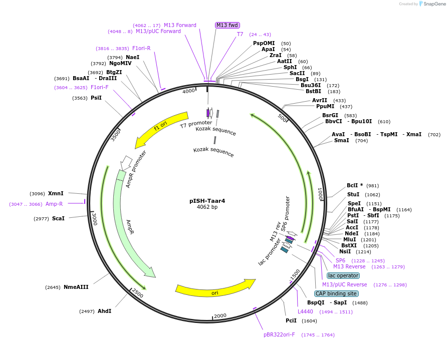 105467-plasmid-map-sequence-id-202920
