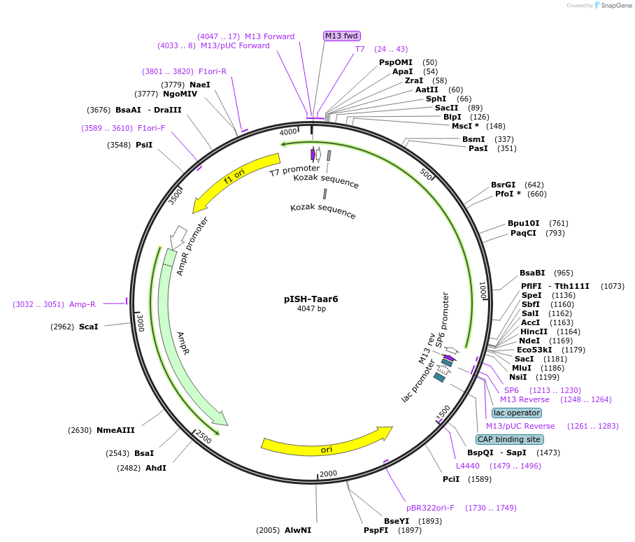 105469-plasmid-map-sequence-id-202921