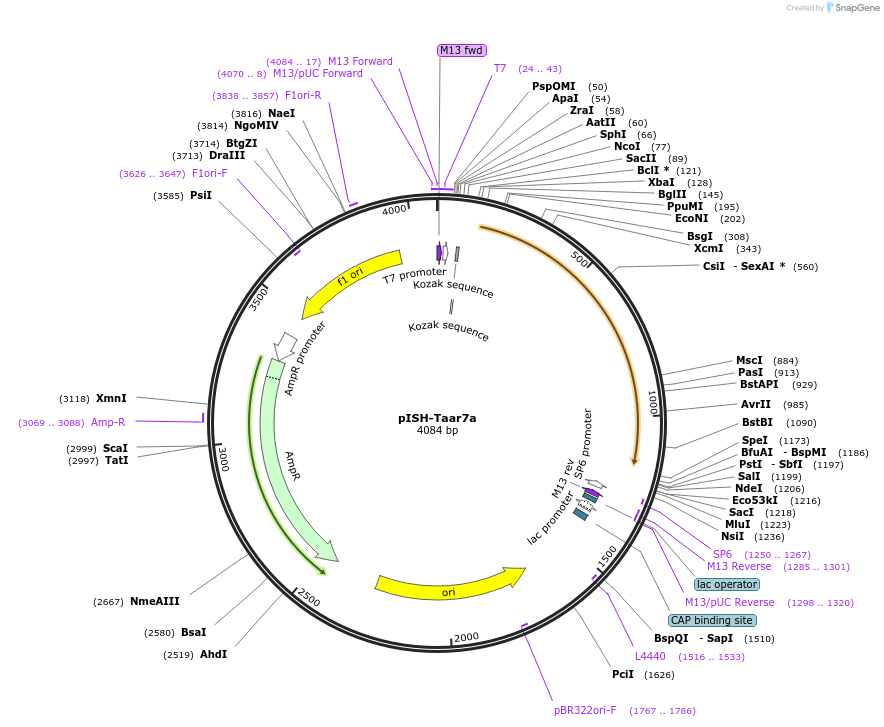 105470-plasmid-map-sequence-id-202922