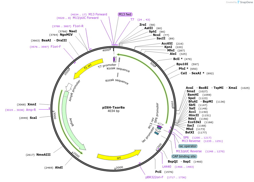 105471-plasmid-map-sequence-id-202925