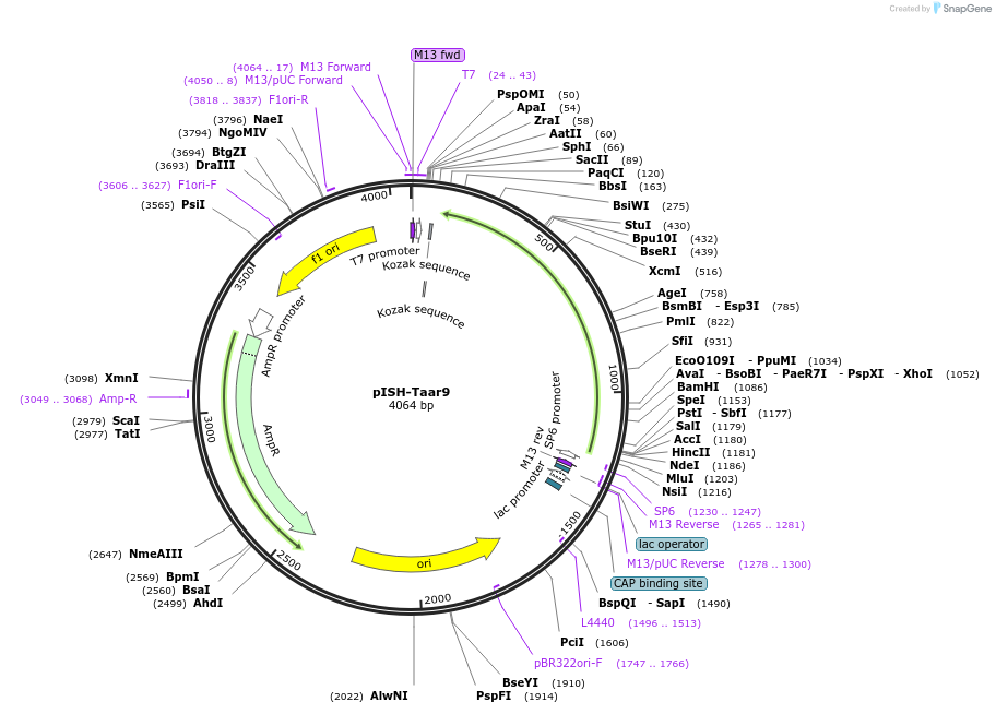 105472-plasmid-map-sequence-id-202927