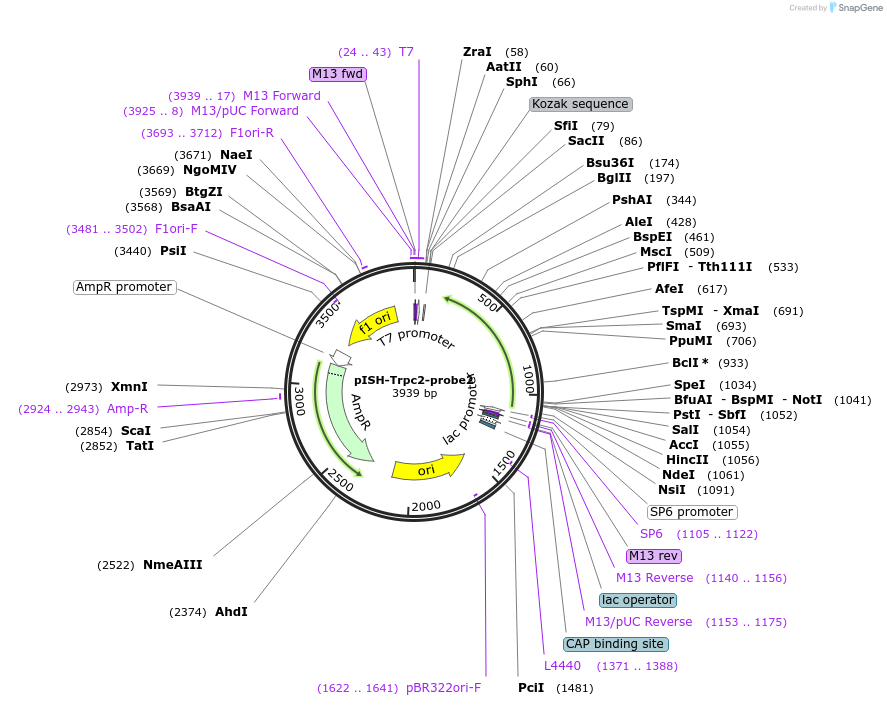 105474-plasmid-map-sequence-id-202931