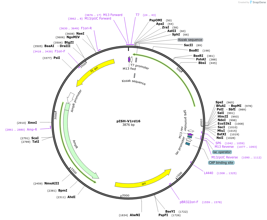 105475-plasmid-map-sequence-id-202937