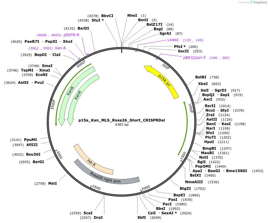 97008-plasmid-map-sequence-id-202953