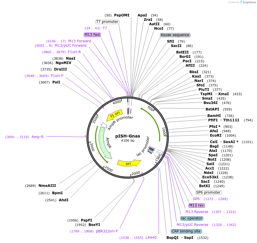 105483-plasmid-map-sequence-id-202957