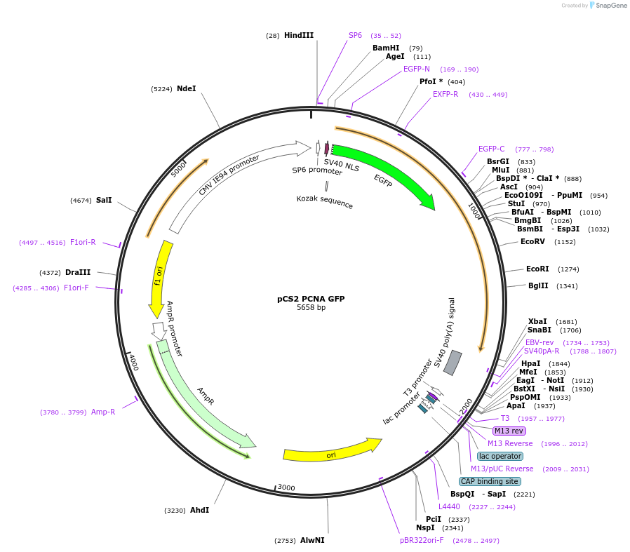 105937-plasmid-map-sequence-id-203021