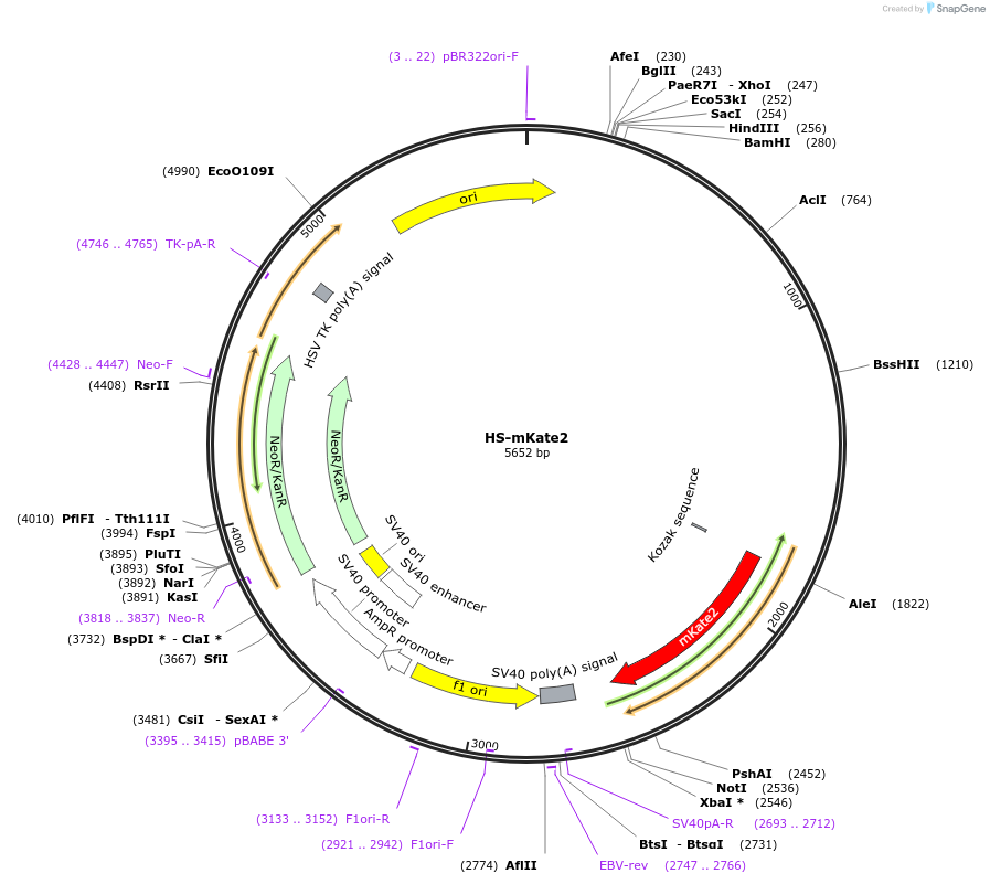 105945-plasmid-map-sequence-id-203024