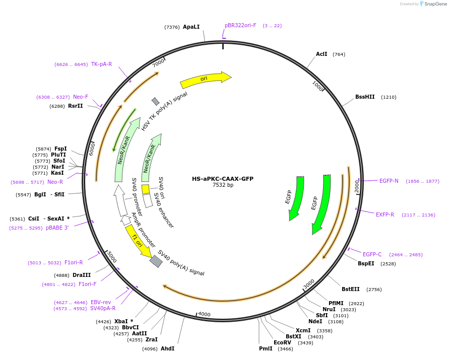 105946-plasmid-map-sequence-id-203025