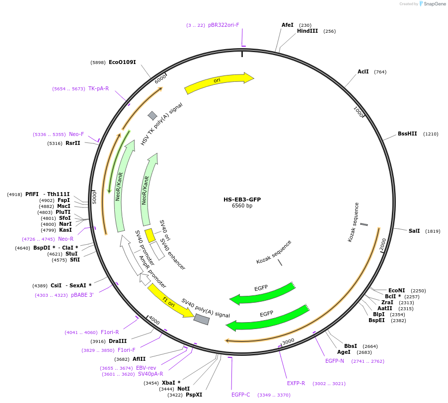105948-plasmid-map-sequence-id-203026