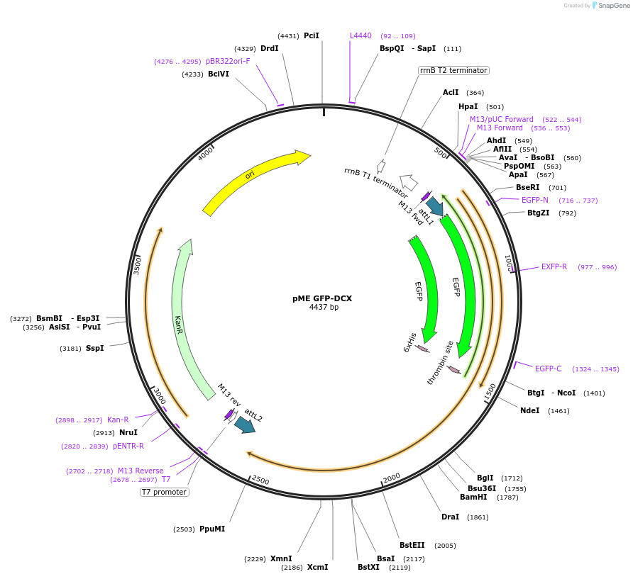105962-plasmid-map-sequence-id-203027