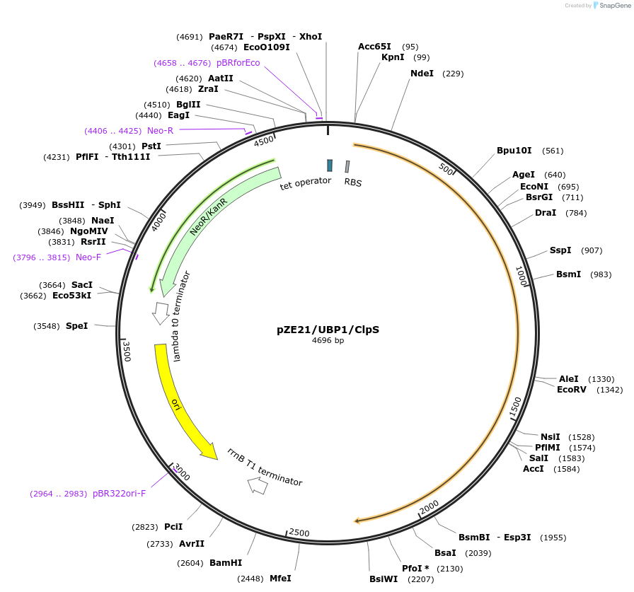 98566-plasmid-map-sequence-id-203067