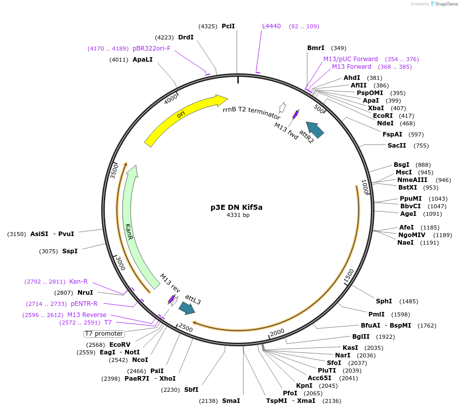 105973-plasmid-map-sequence-id-203068