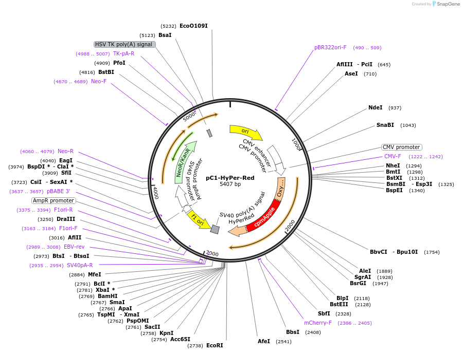 48249-plasmid-map-sequence-id-203069
