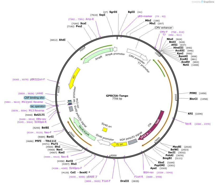 66382-plasmid-map-sequence-id-203070