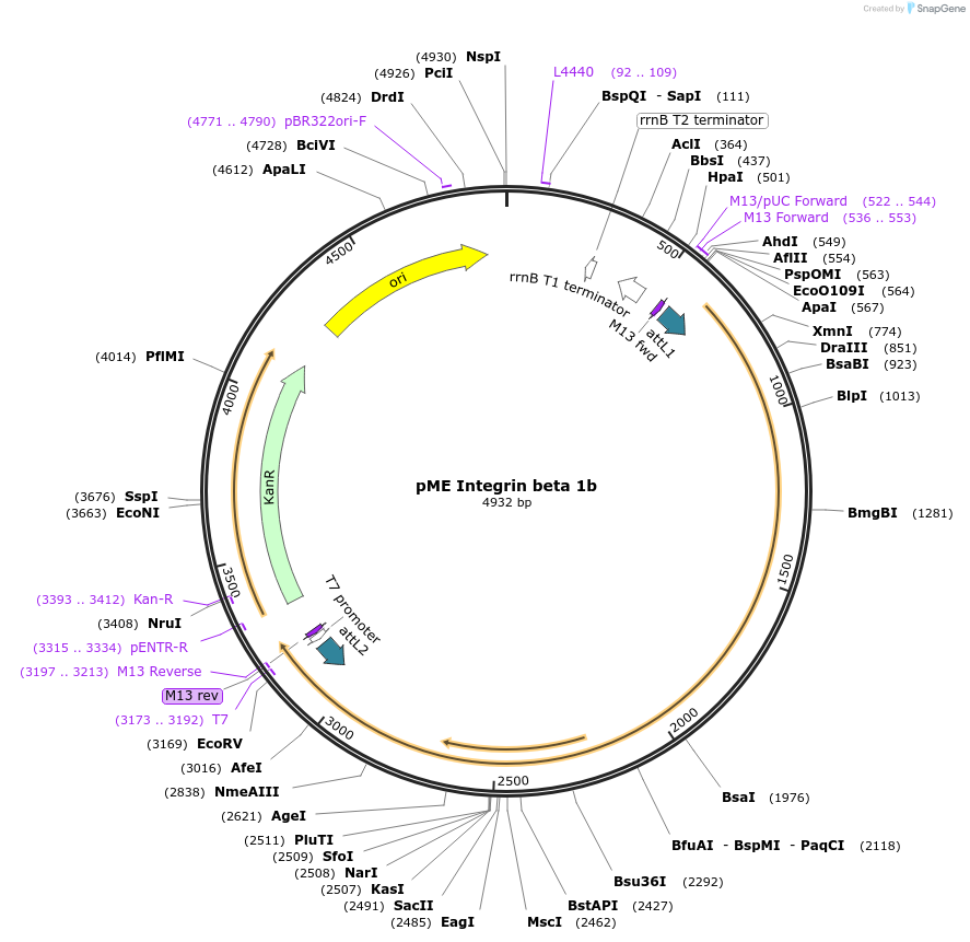 105976-plasmid-map-sequence-id-203071
