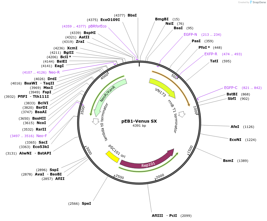 103990-plasmid-map-sequence-id-203075