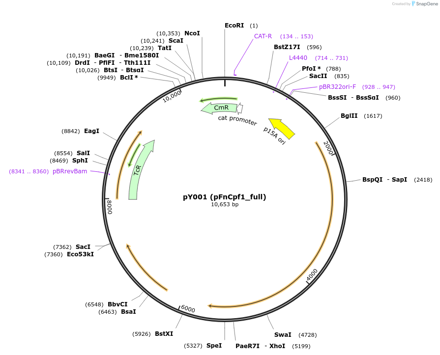 69973-plasmid-map-sequence-id-203079