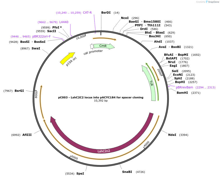 79152-plasmid-map-sequence-id-203080