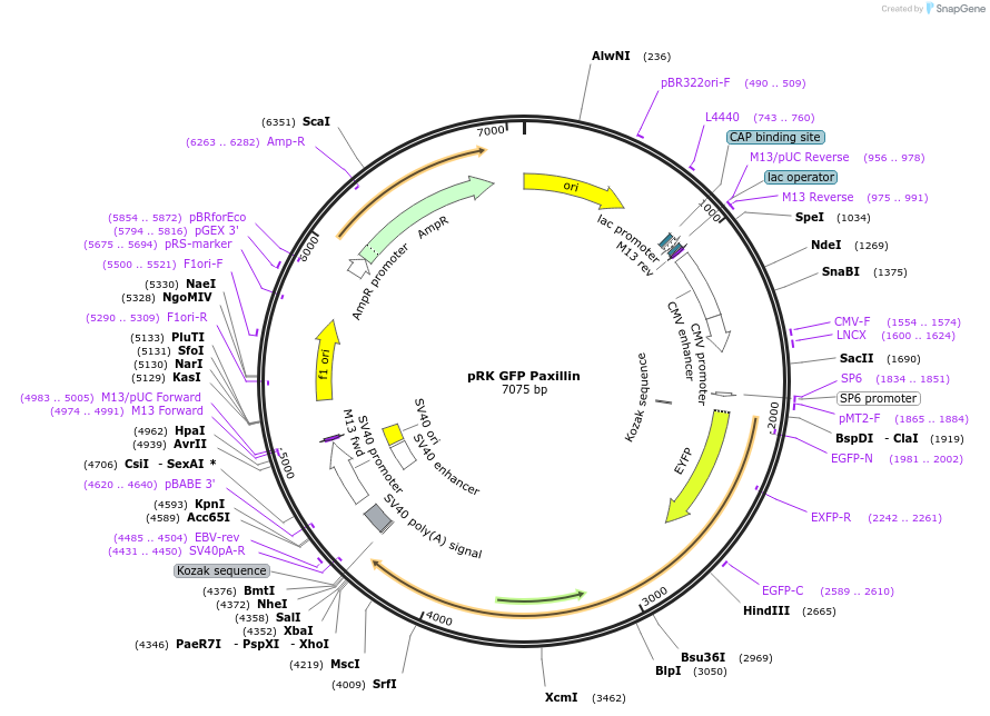 50529-plasmid-map-sequence-id-203086