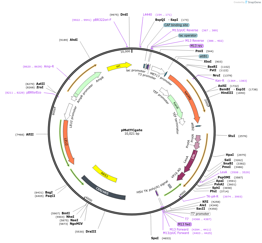 105074-plasmid-map-sequence-id-203089
