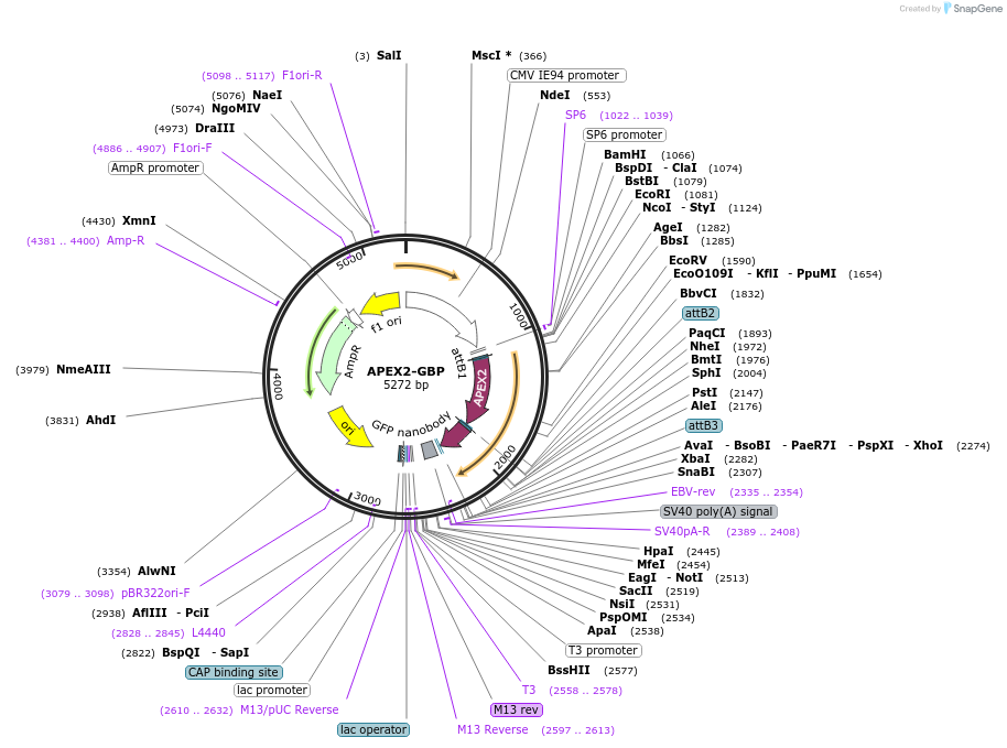 67651-plasmid-map-sequence-id-203099