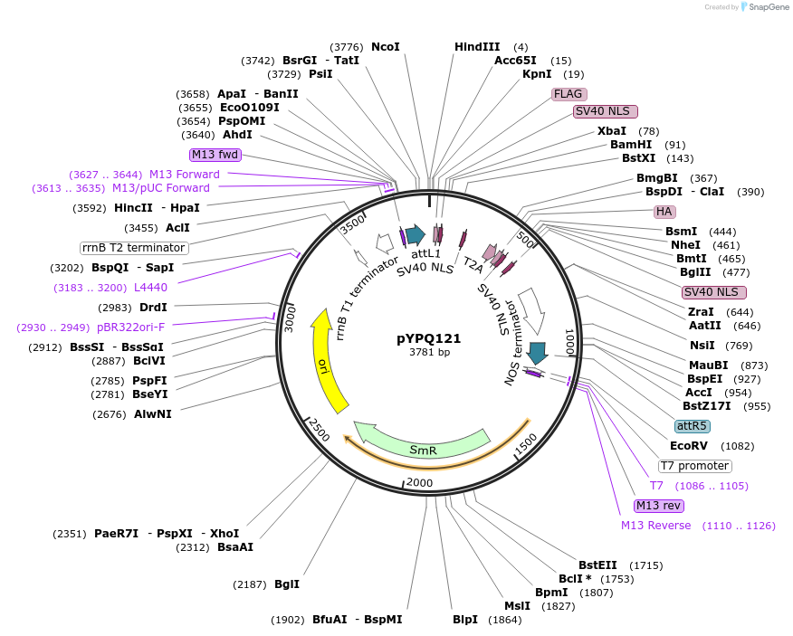 99325-plasmid-map-sequence-id-203102