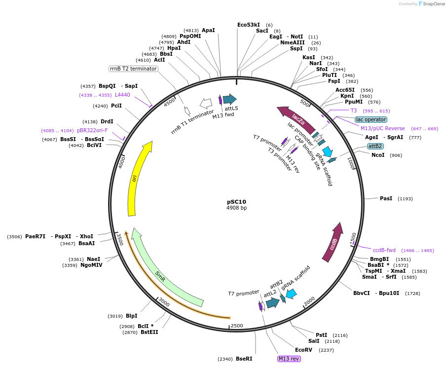 104784-plasmid-map-sequence-id-203103