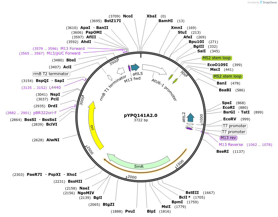 99896-plasmid-map-sequence-id-203126