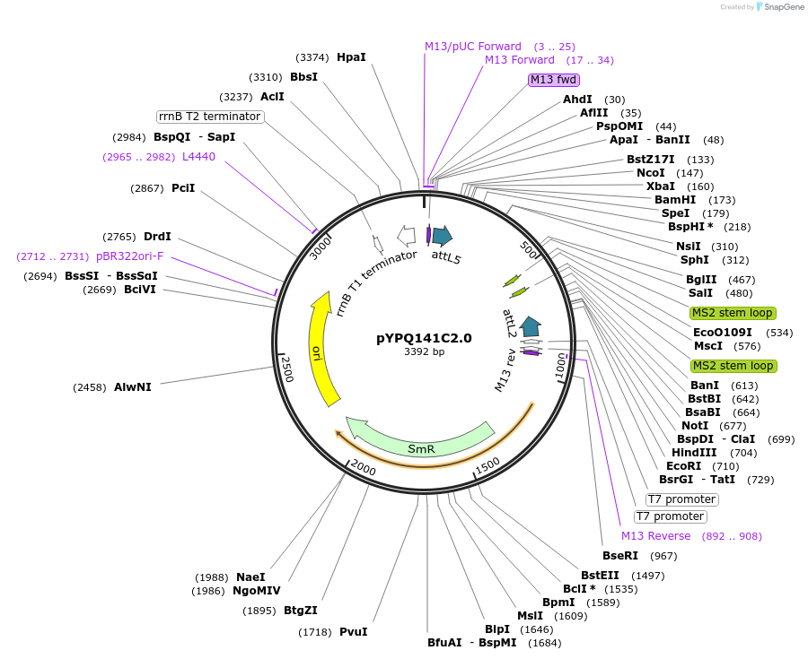 99905-plasmid-map-sequence-id-203127
