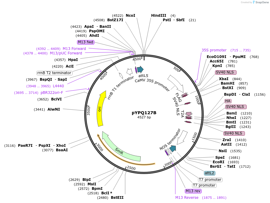 99883-plasmid-map-sequence-id-203133