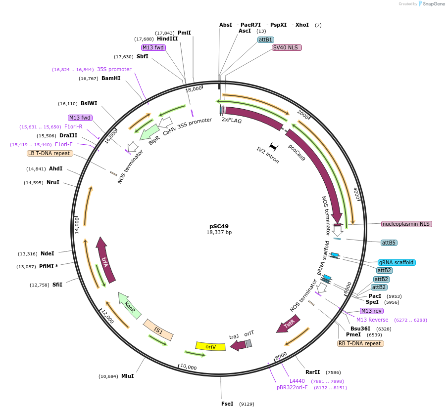 104823-plasmid-map-sequence-id-203134