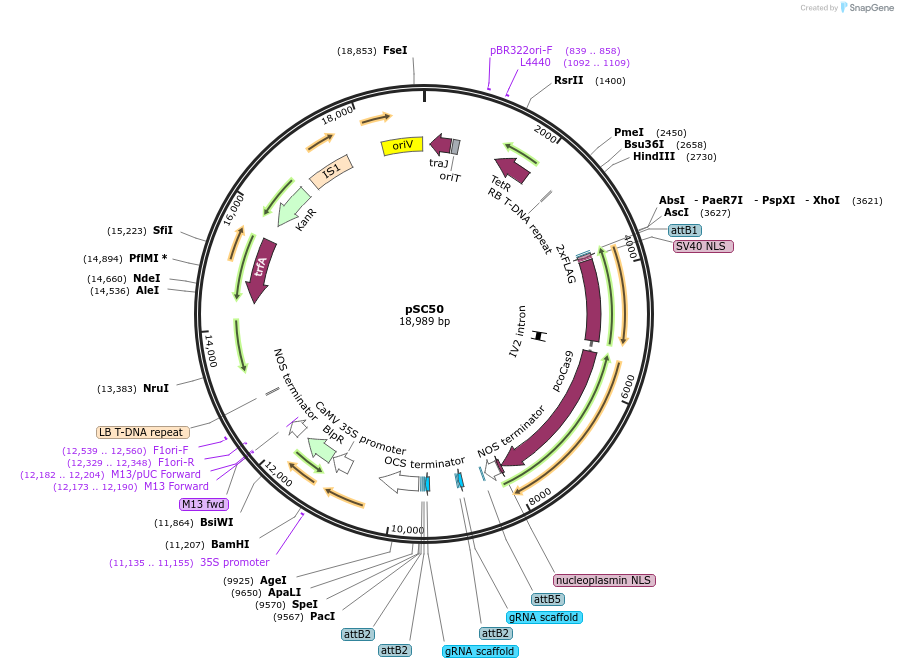 104824-plasmid-map-sequence-id-203137