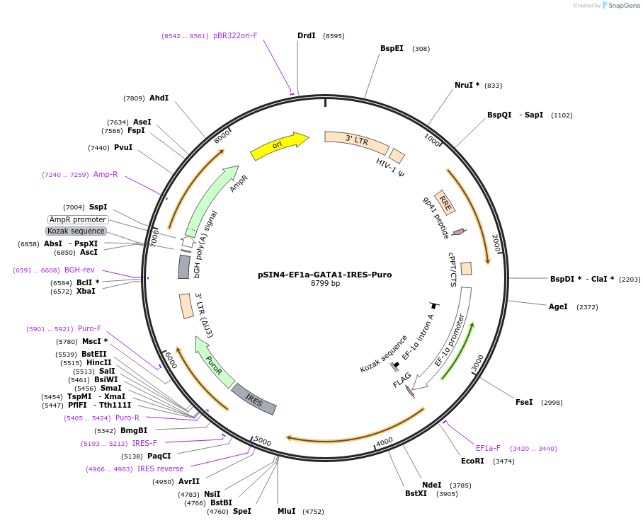 61062-plasmid-map-sequence-id-203140