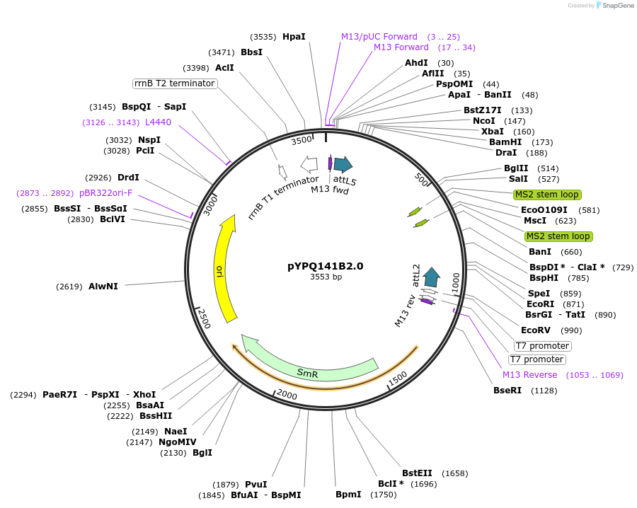 99897-plasmid-map-sequence-id-203143