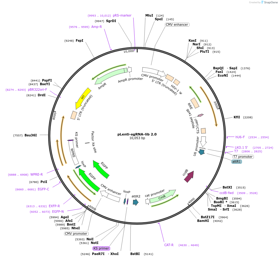 89638-plasmid-map-sequence-id-203144