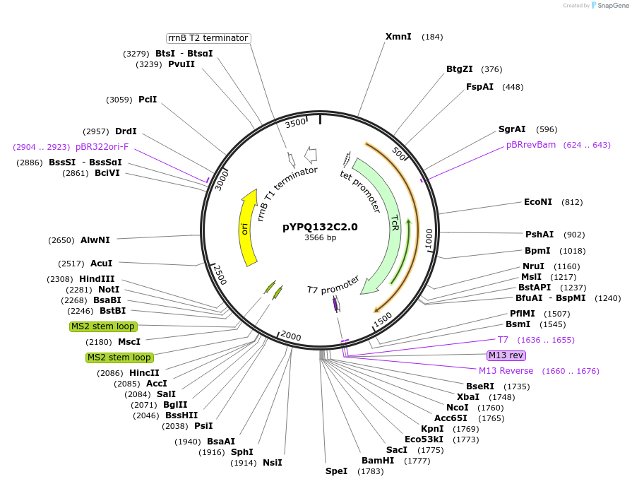 99889-plasmid-map-sequence-id-203147