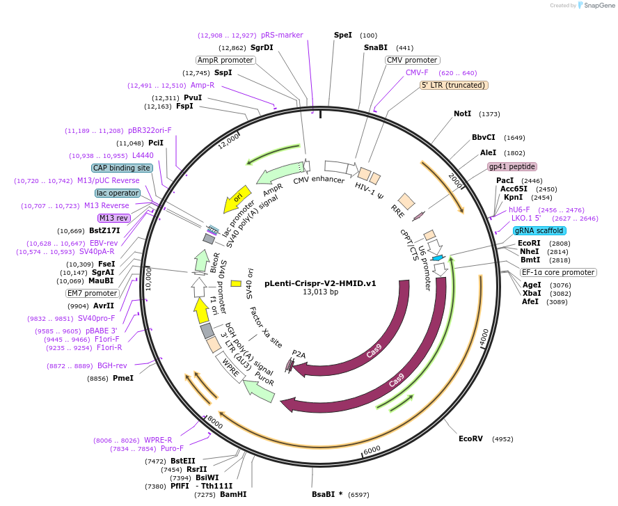 103062-plasmid-map-sequence-id-203150