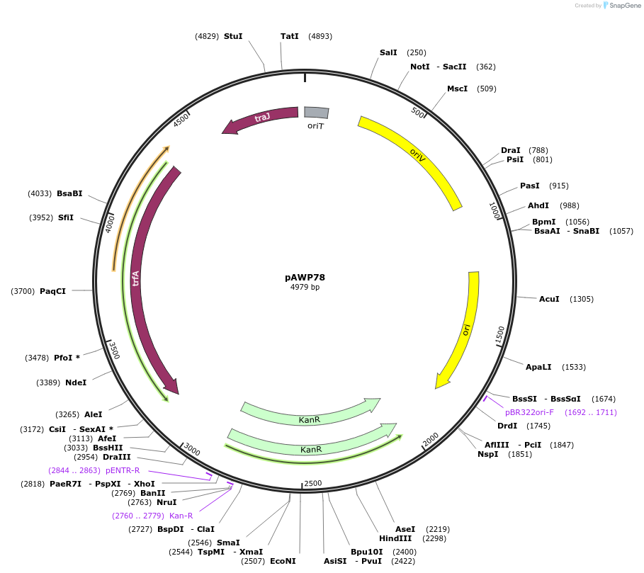 61263-plasmid-map-sequence-id-203152